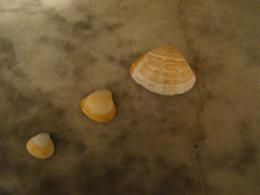 3 sea shells